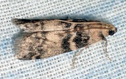 Réf. 289 291 : Euzophera pinguis
